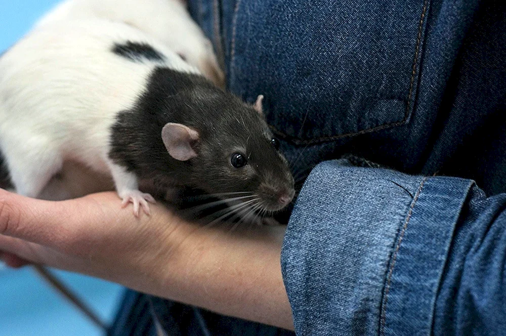 Dumbo Ratte