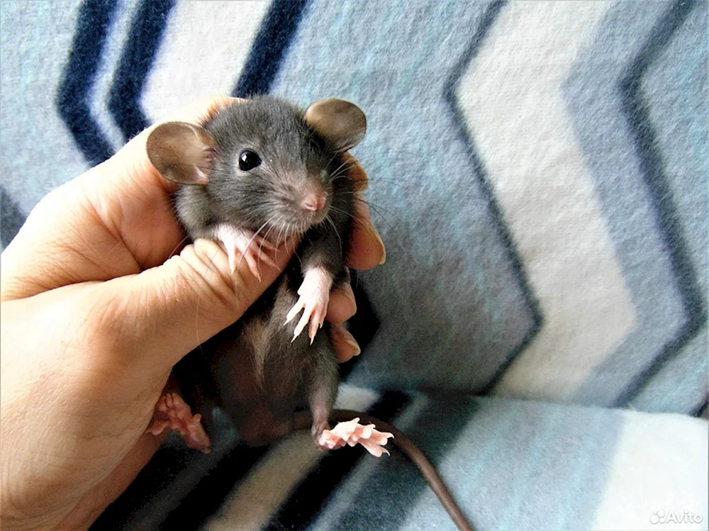Dumbo Ratte