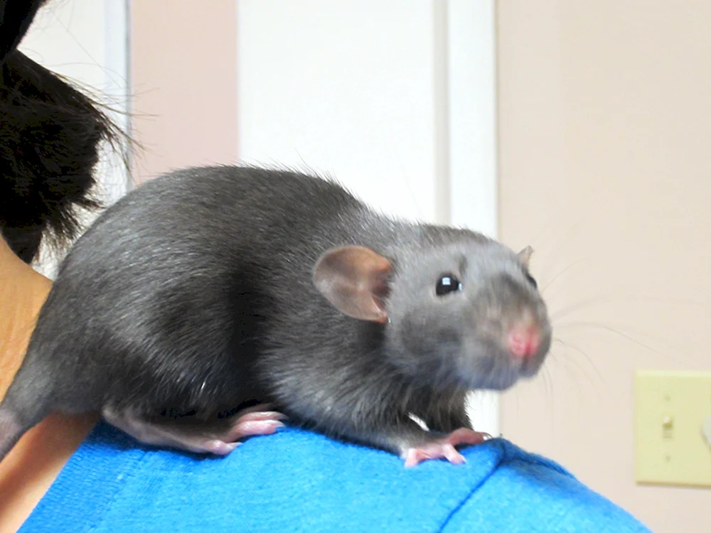 Dumbo Kapuzenratte