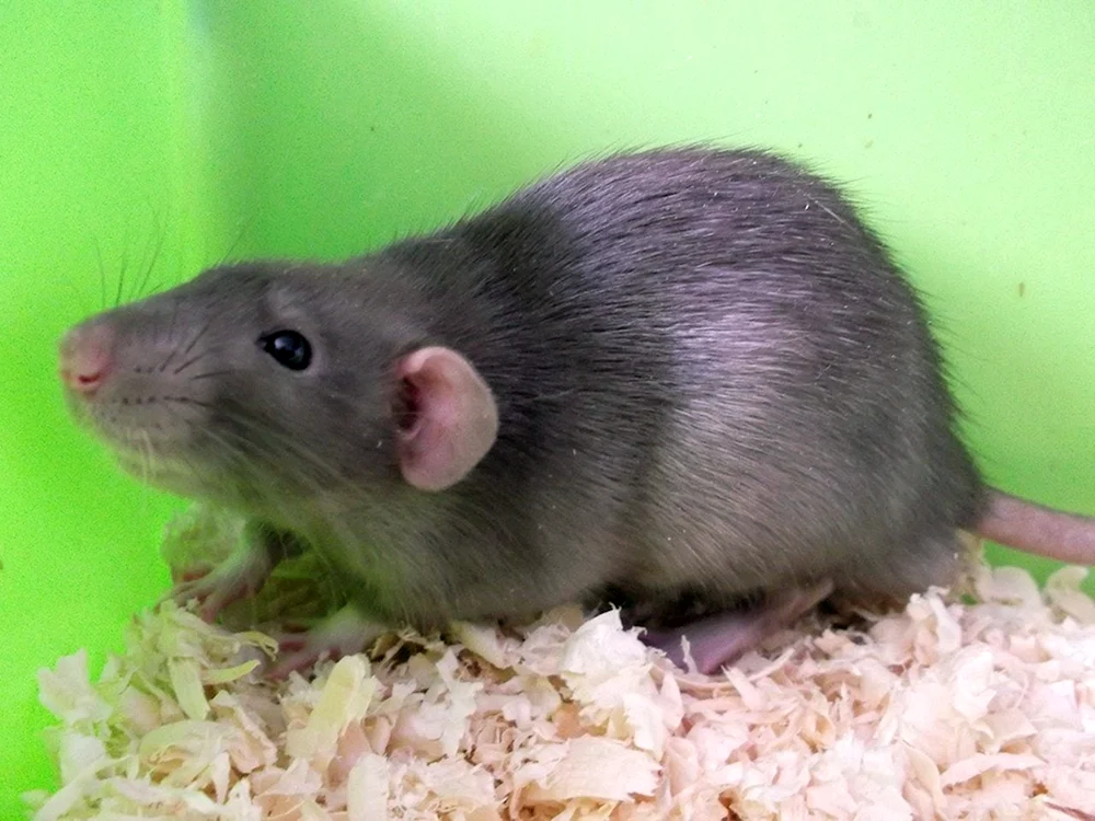 Dumbo Ratte