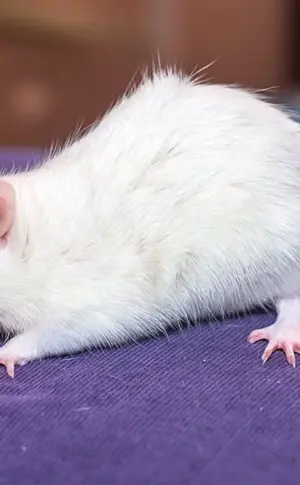 Dumbo Albino Ratte