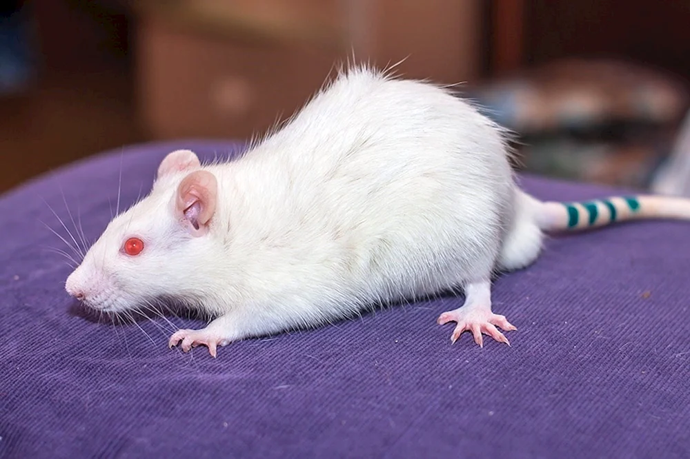 Dumbo Albino Ratte