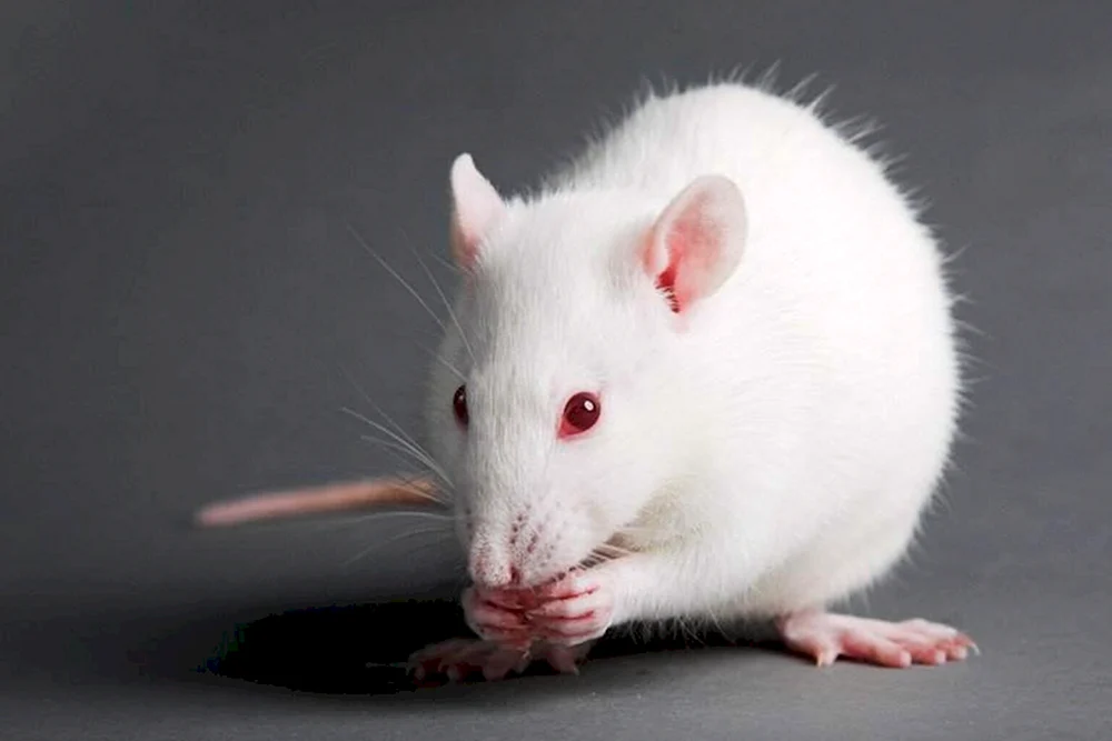 Dumbo Albino Ratte