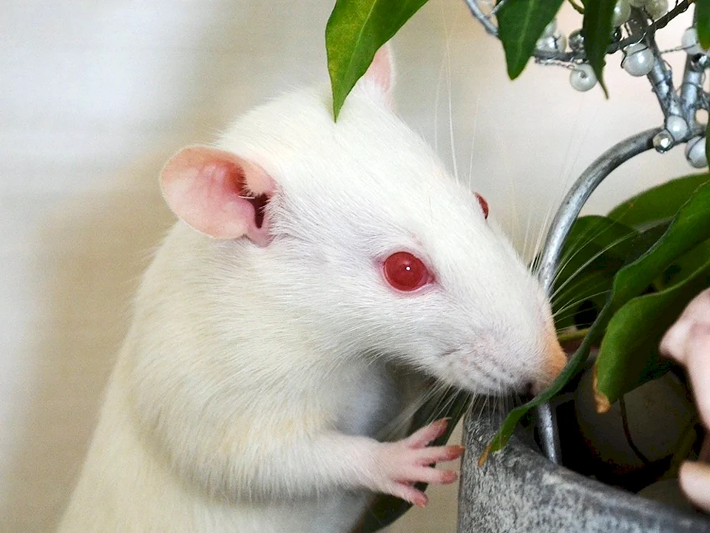 Dumbo Albino Ratte