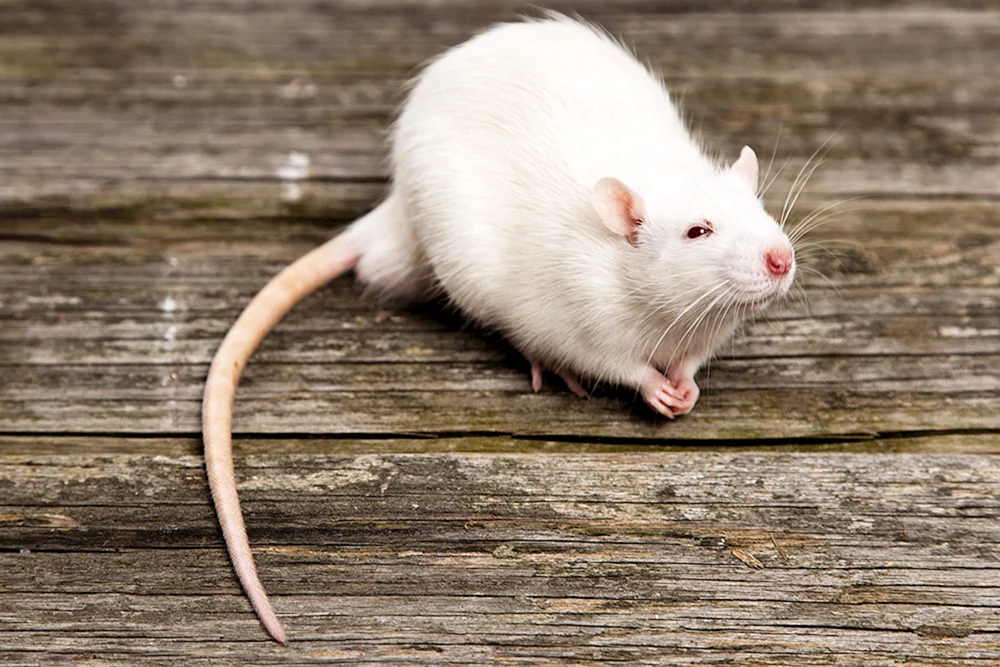 Dumbo Albino Ratte
