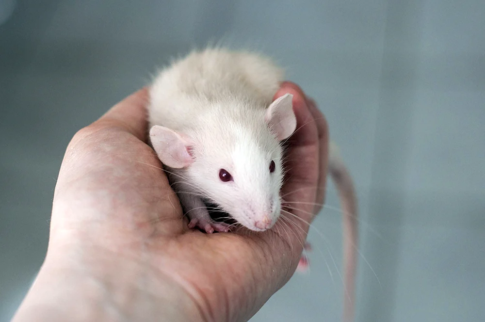 Dumbo Albino Ratte