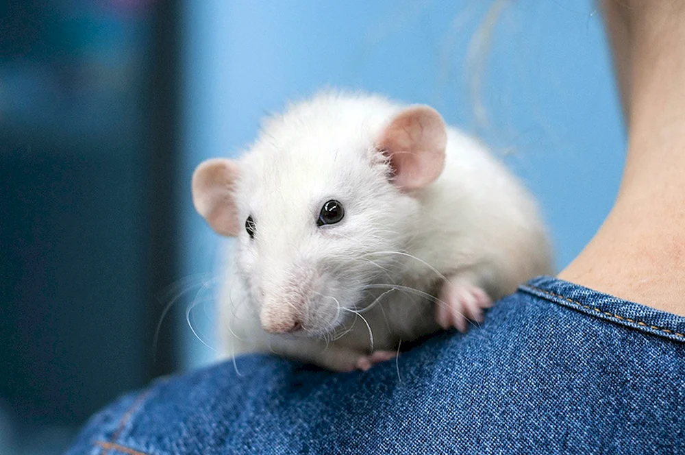 Dumbo Ratte Double rex