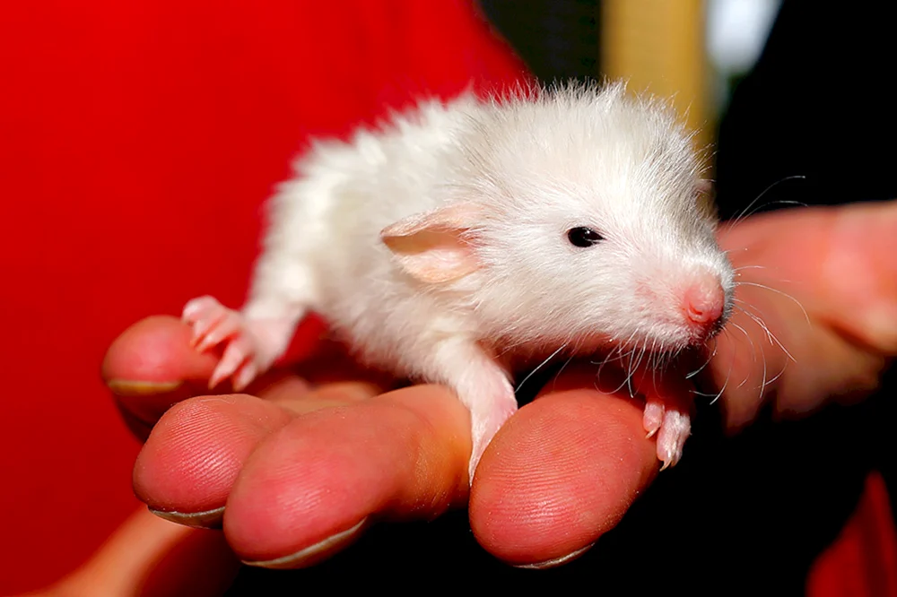 Dumbo Ratte. weiß