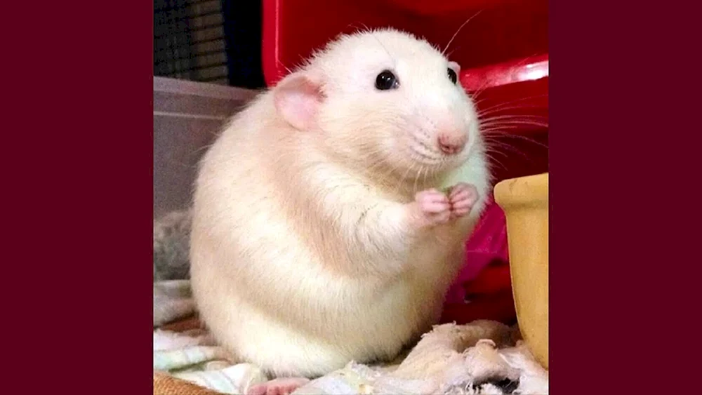 Dumbo Ratte weiß