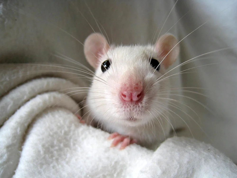 Dumbo Ratte weiß mit roten Augen