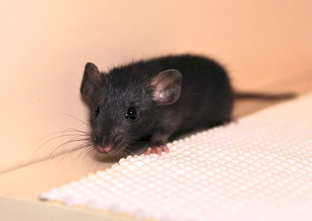 Dumbo Ratte satiniert