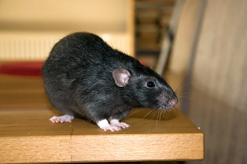 Dumbo-Ratte schwarz
