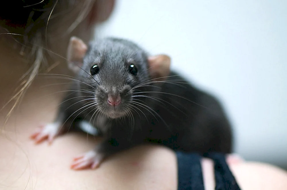 Rattus Rattus Rattus