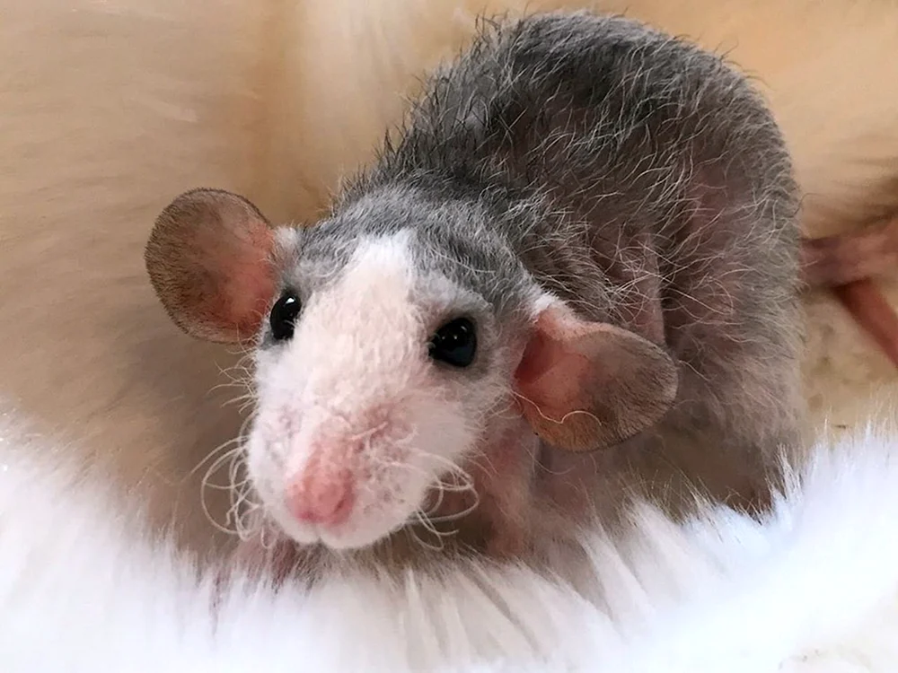 Dekorative Dumbo Ratte