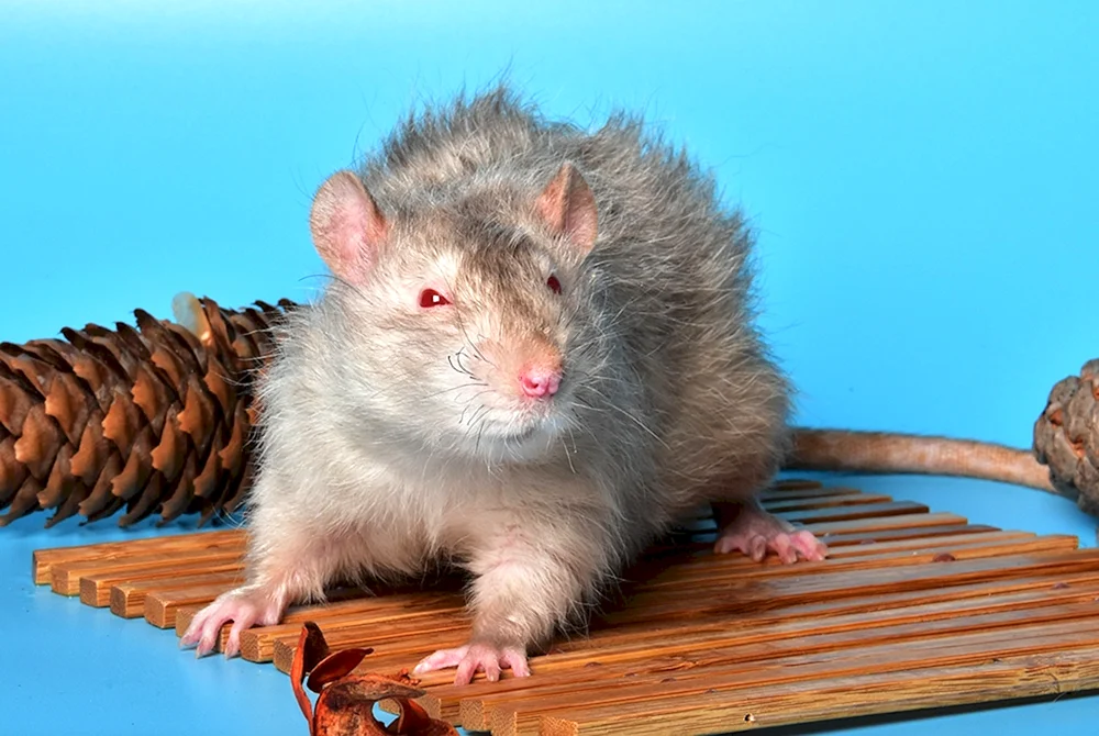 Dumbo Rex Ratte