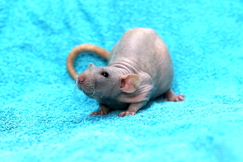 Dumbo Ratte