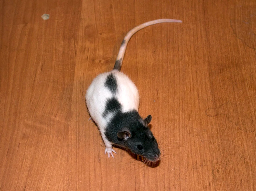 Dumbo Kapuzenratte