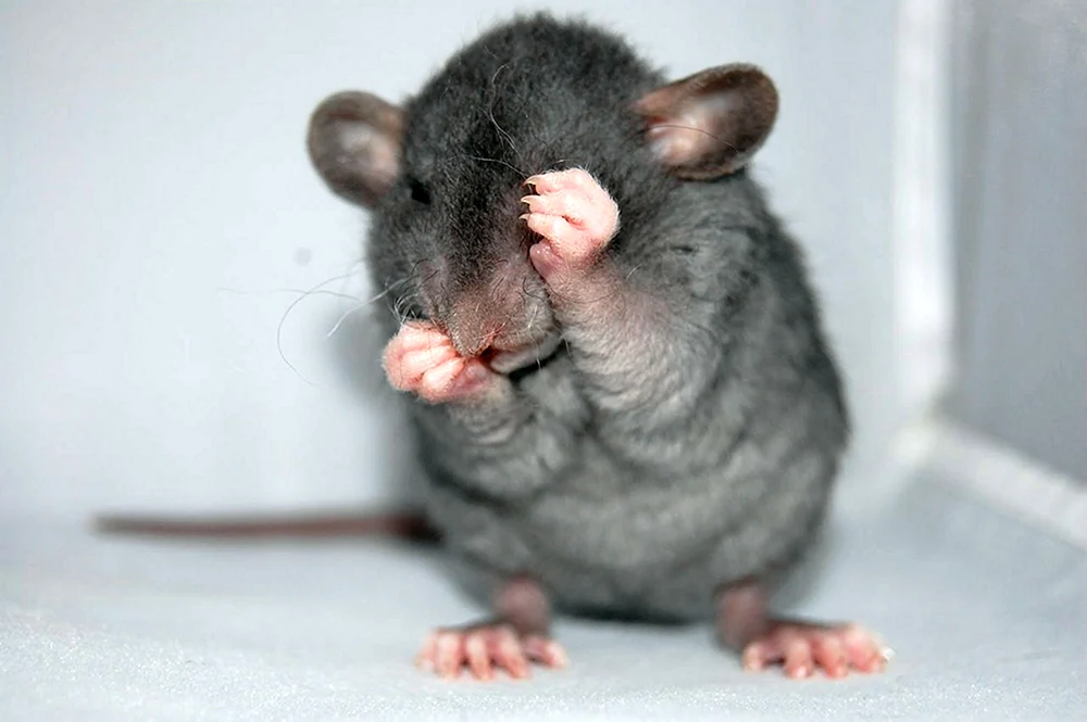 Dumbo Ratte