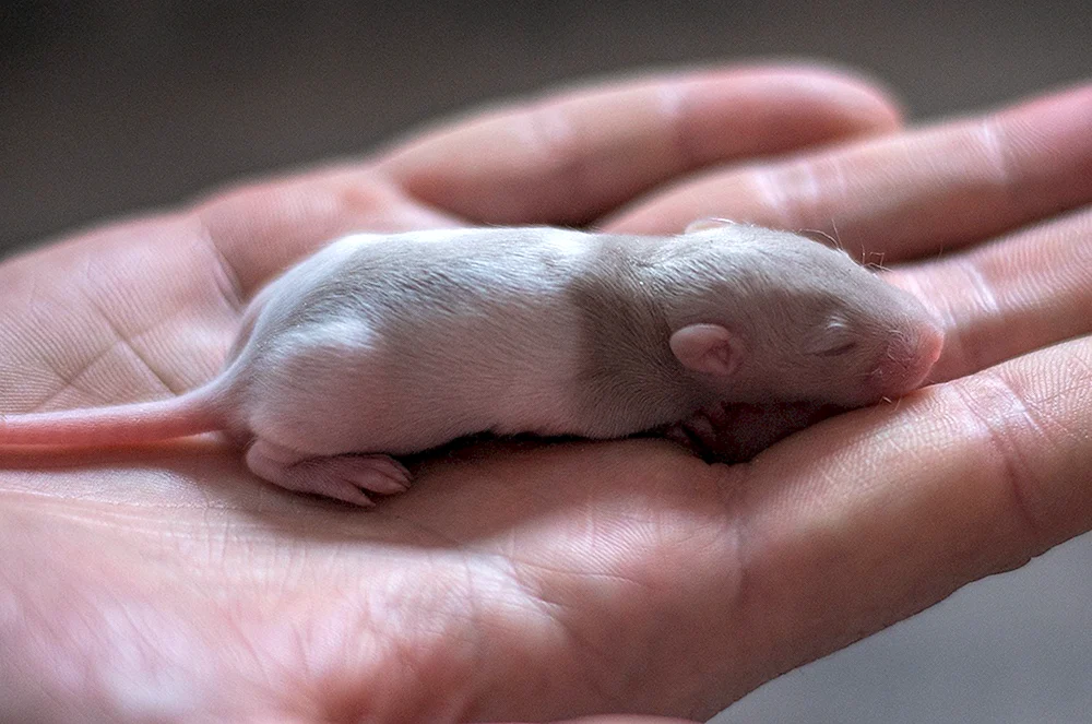 Dumbo-Ratte mit Kapuze