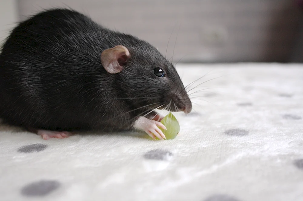Rattus Rattus schwarze Ratte