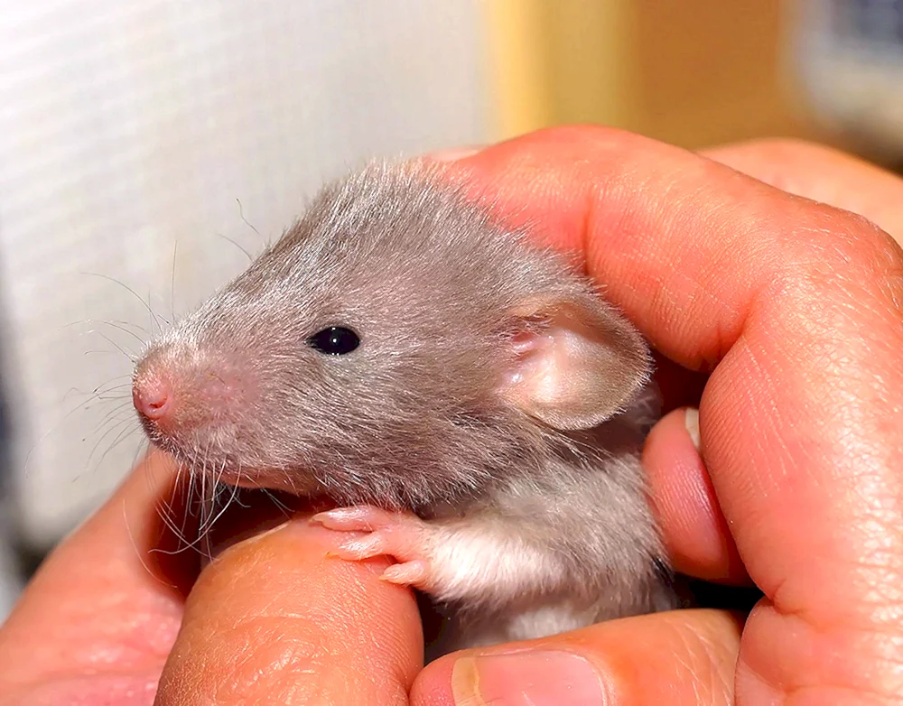 Neugeborene Dumbo Ratten