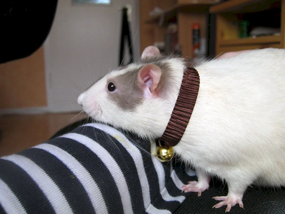 Dumbo Langhaarratte