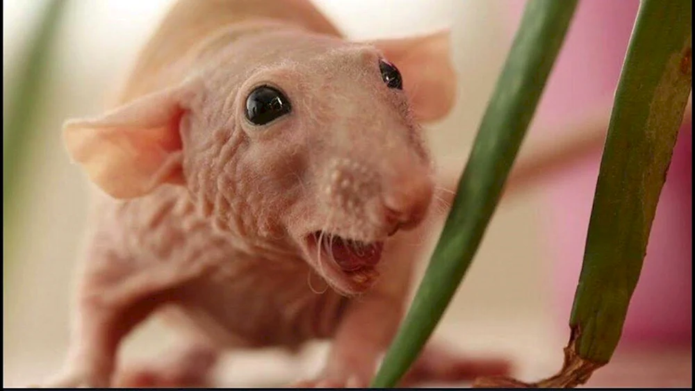 Dumbo-Sphinx