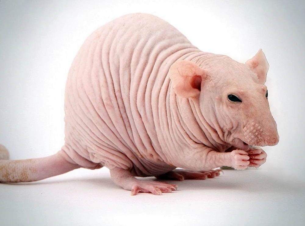 Dumbo-Sphinx