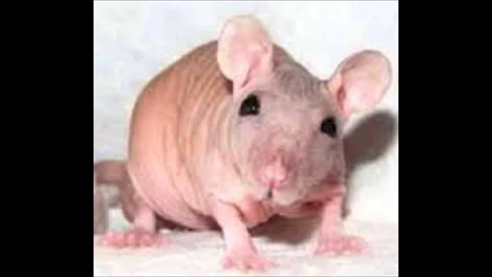 Dumbo sphinx