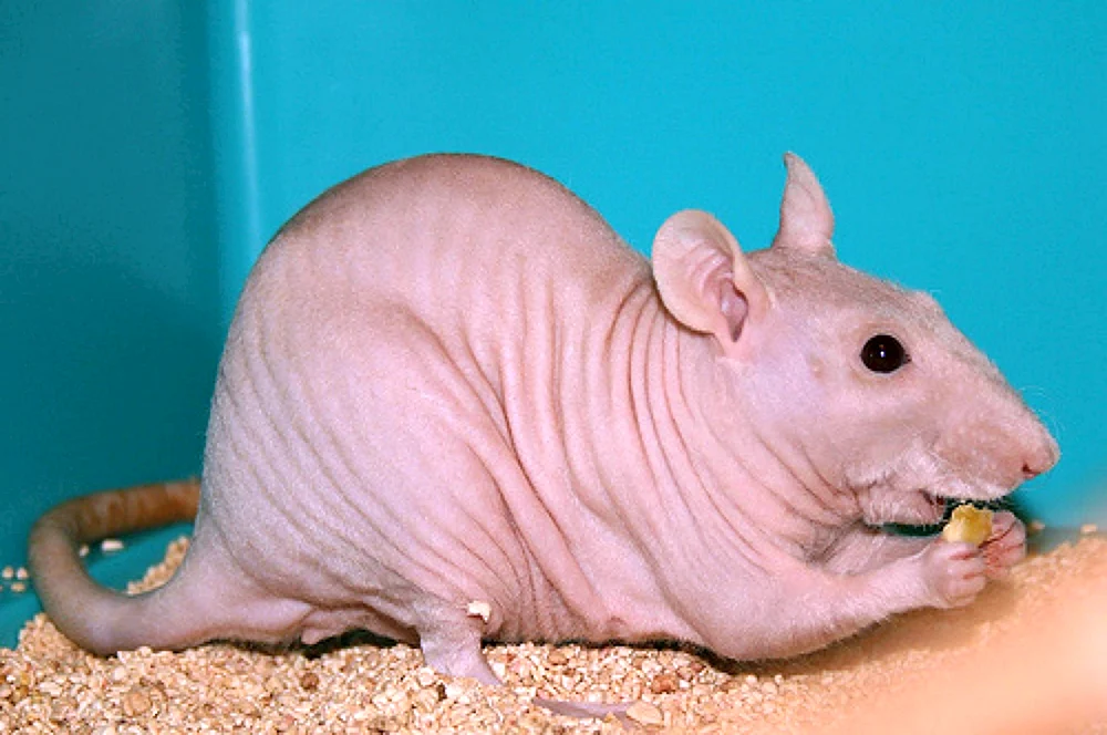 Dumbo sphinx