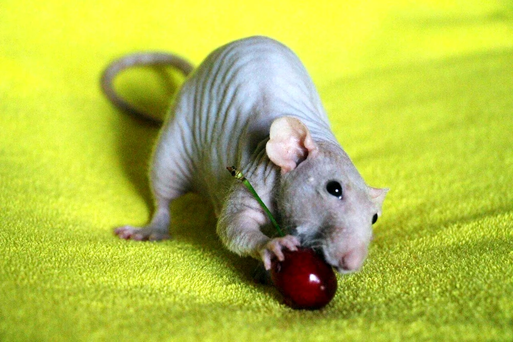 Kahles Meerschweinchen skinny
