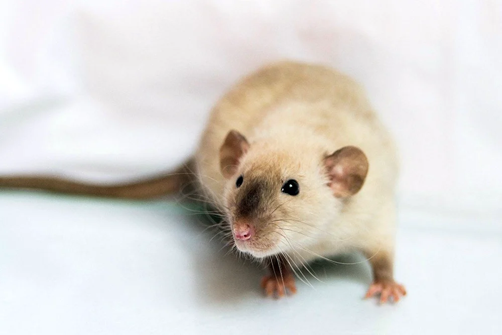 Dekorative Dumbo Ratte