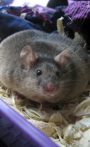 Dumbo Ratte