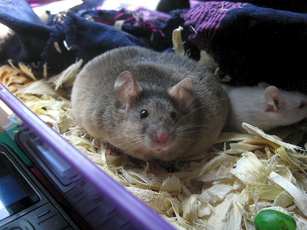 Dumbo Ratte