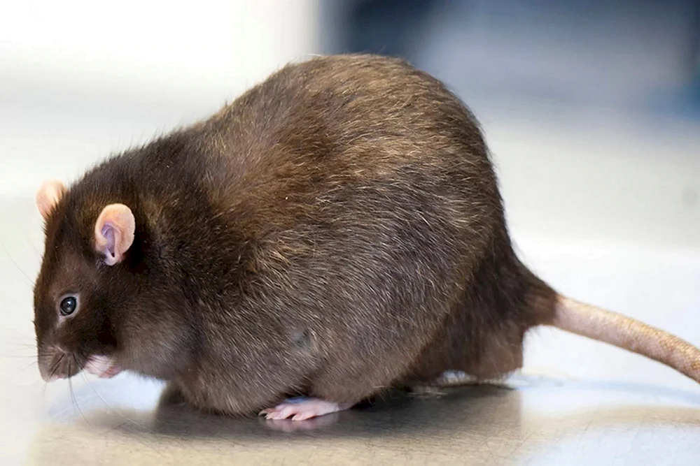 Fette Maus