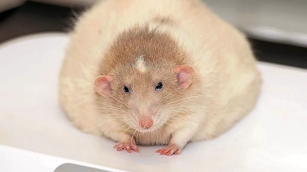 Fette Maus