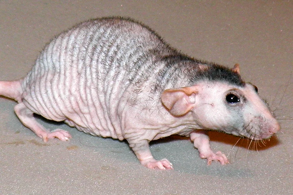 Dumbo Ratte