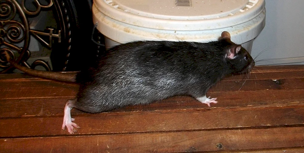 Rattus Rattus schwarze Ratte