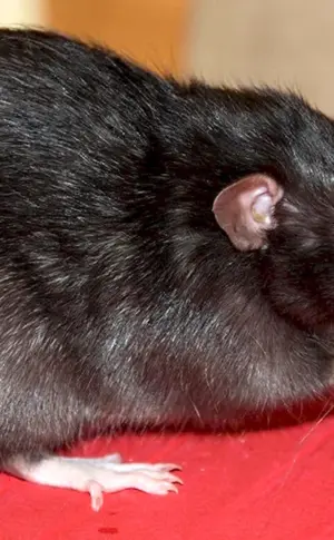 Rattus Rattus Rattus Rattus Rattus schwarze Ratte
