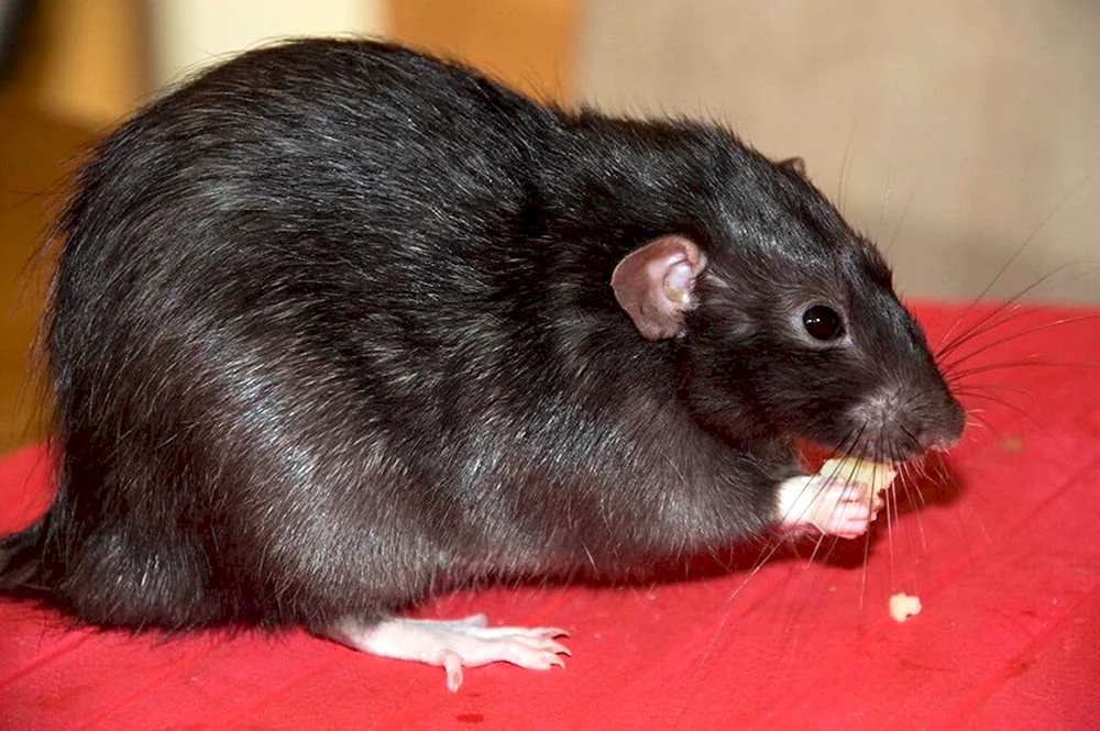 Rattus Rattus Rattus Rattus Rattus schwarze Ratte
