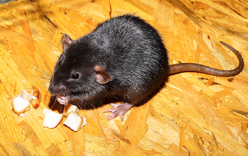 Graue Rattus Rattus Rattus schwarze Ratte