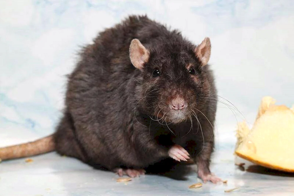 Schwarze Hausmaus