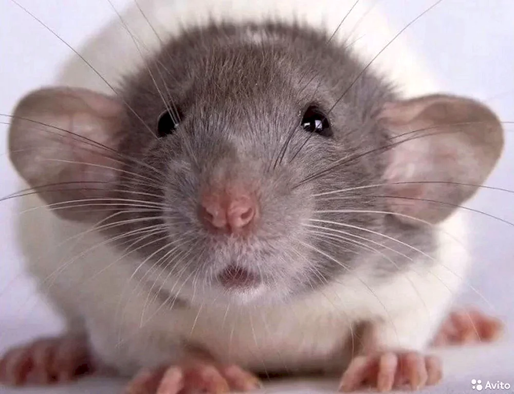 Dumbo Ratte