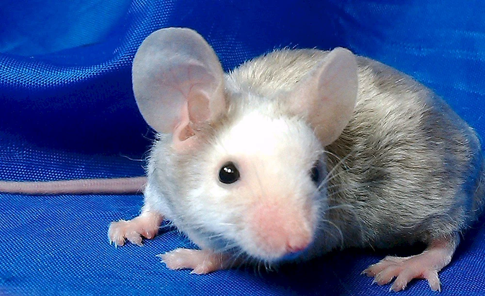 Dumbo Ratte