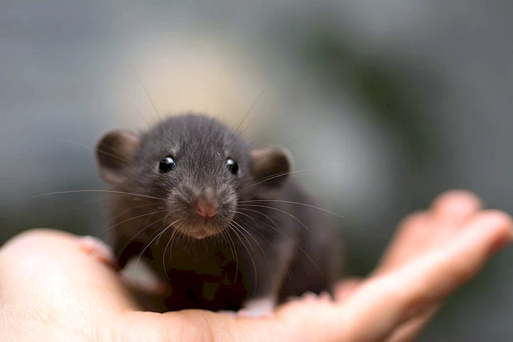 Dumbo-Ratte Dumbo-Ratte Dumbo-Ratte Dumbo-Ratte Dumbo-Ratte Dumbo-Ratte Dumbo-Ratte Dumbo-Ratte Dumbo-Ratte Dumbo-Ratte Dumbo-Agouti-Ratte Siam Dumbo