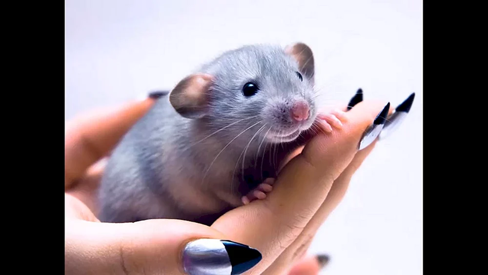 Dumbo Ratte blau