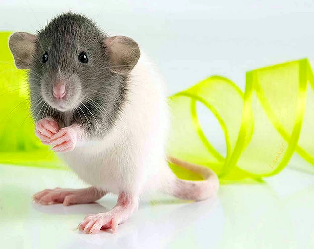 Dumbo Ratte weiß