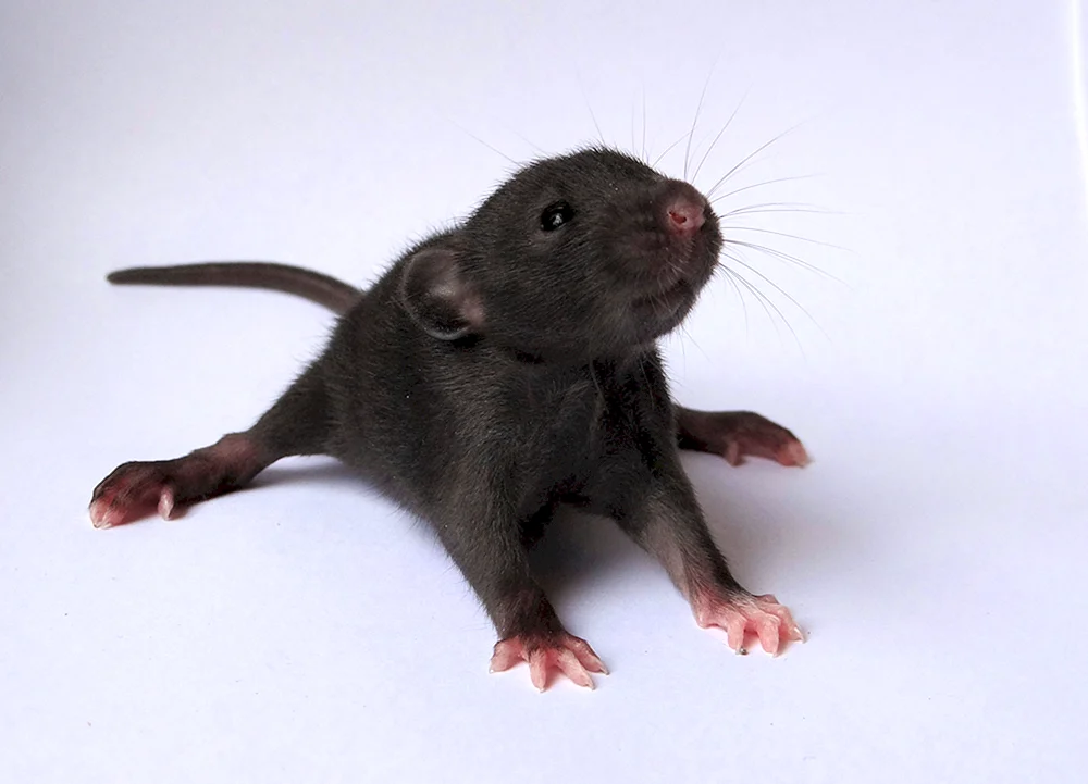 Dumbo Ratte