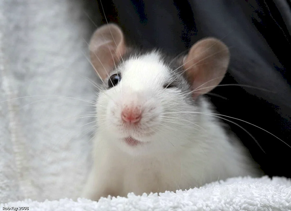 Süße Mäuse