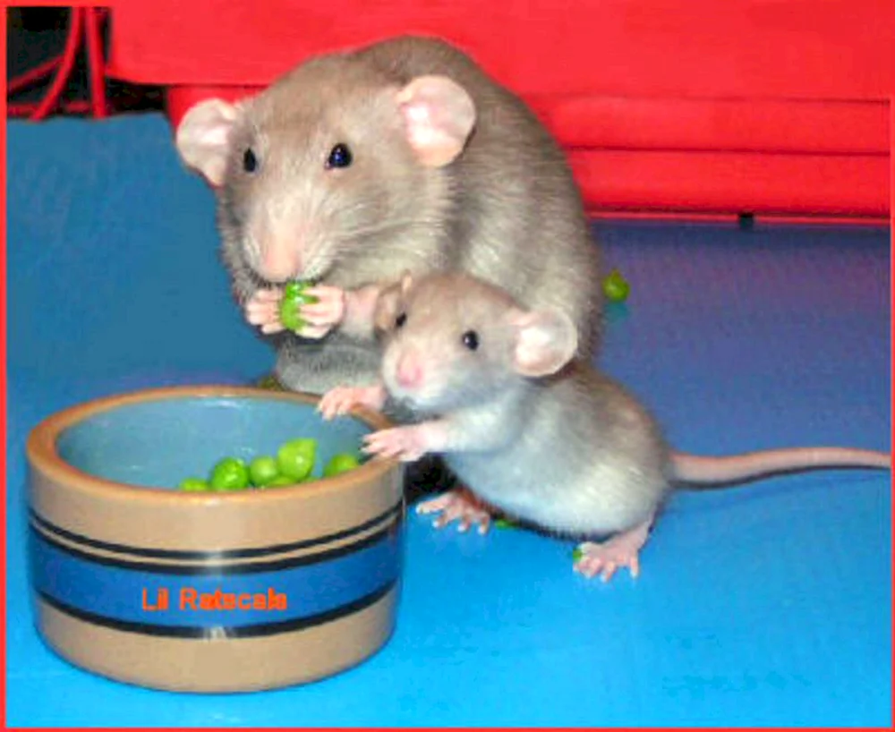 Dumbo Ratte